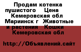 Продам котенка (пушистого) › Цена ­ 50 - Кемеровская обл., Мариинск г. Животные и растения » Кошки   . Кемеровская обл.